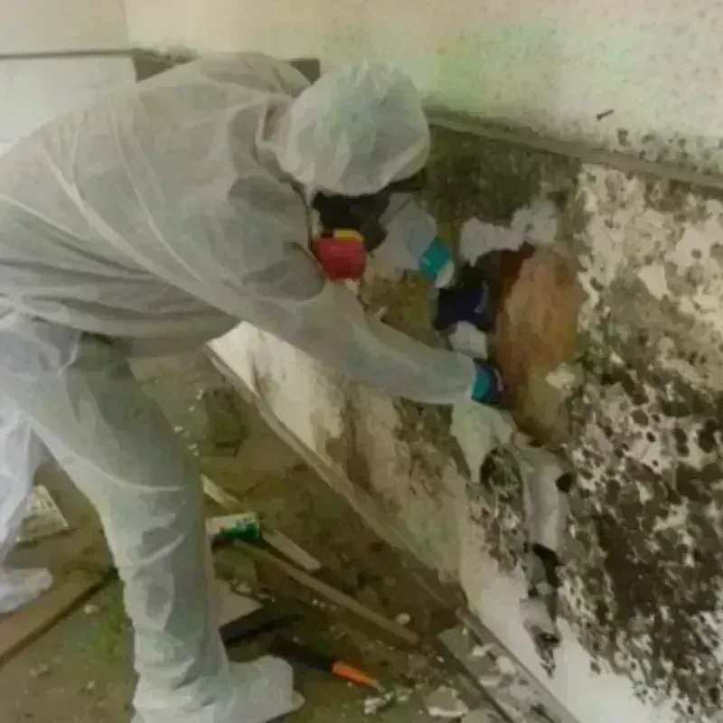 Mold Remediation and Removal in Laramie, WY